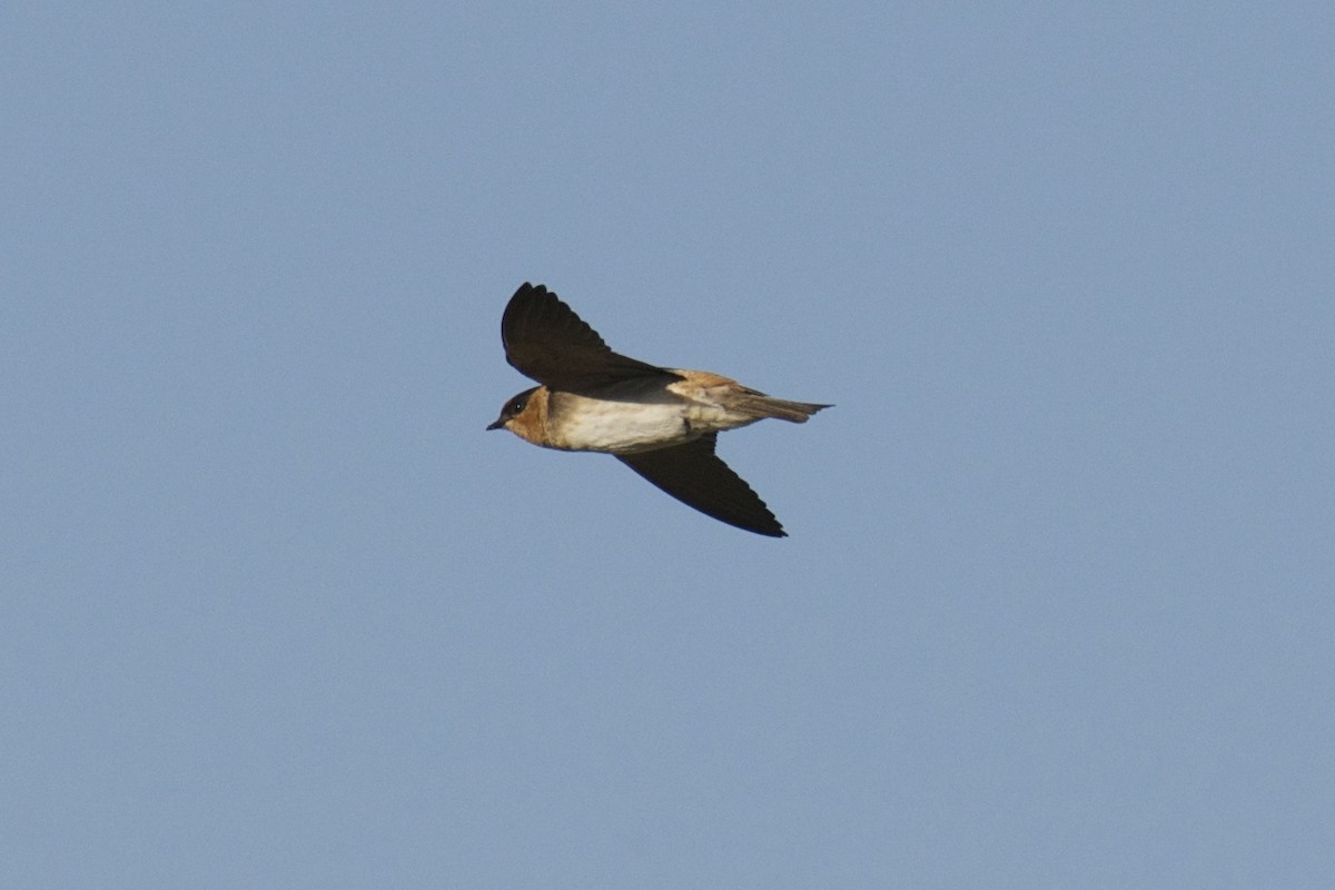 Cave Swallow - ML58000891