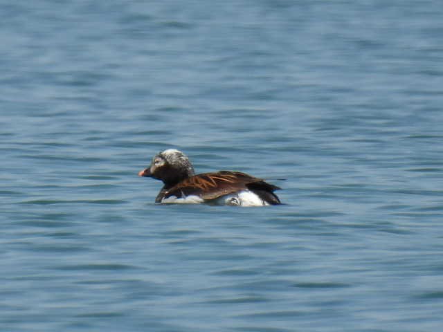 Long-tailed Duck - ML580011111