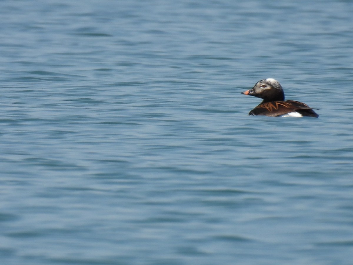 Long-tailed Duck - ML580011121