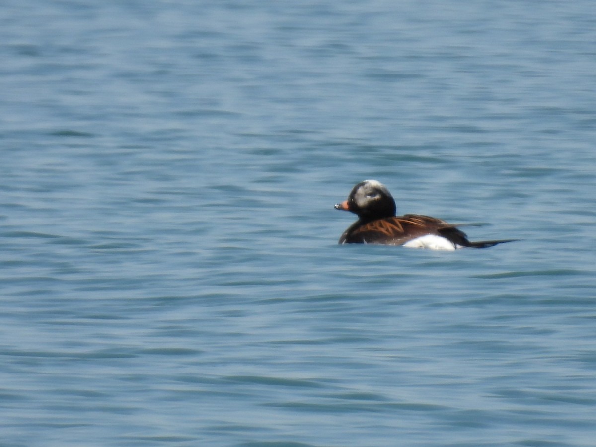 Long-tailed Duck - ML580011131