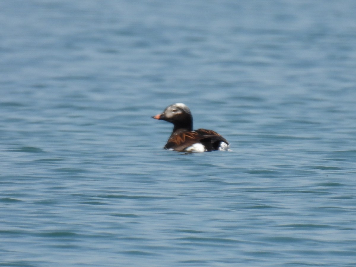 Long-tailed Duck - ML580011151