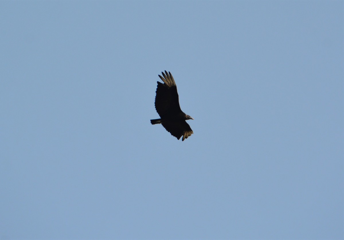 Black Vulture - ML580012461