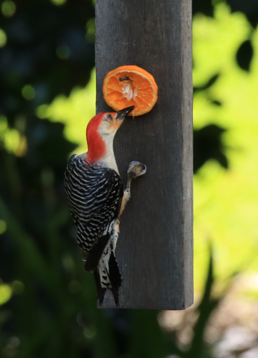 Red-bellied Woodpecker - ML58001511