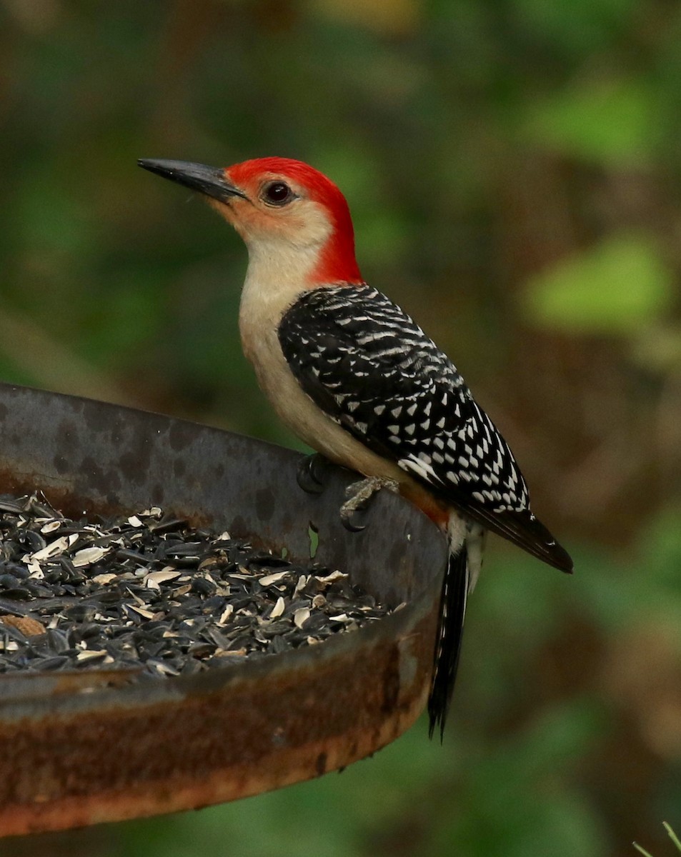 Red-bellied Woodpecker - Nancy Zeglen
