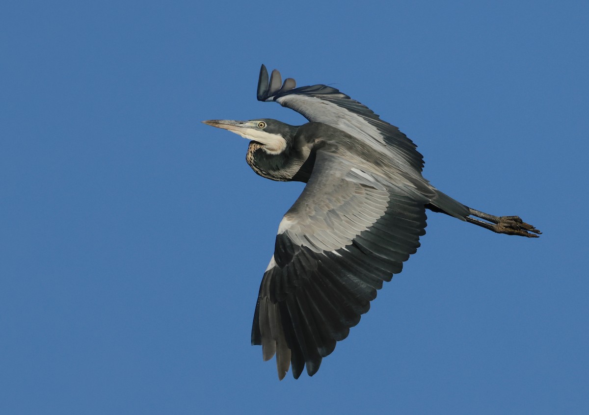 Black-headed Heron - Garret Skead