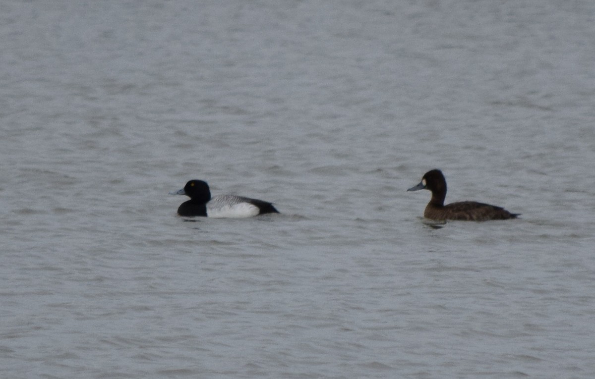 Lesser Scaup - Gregory Bryan