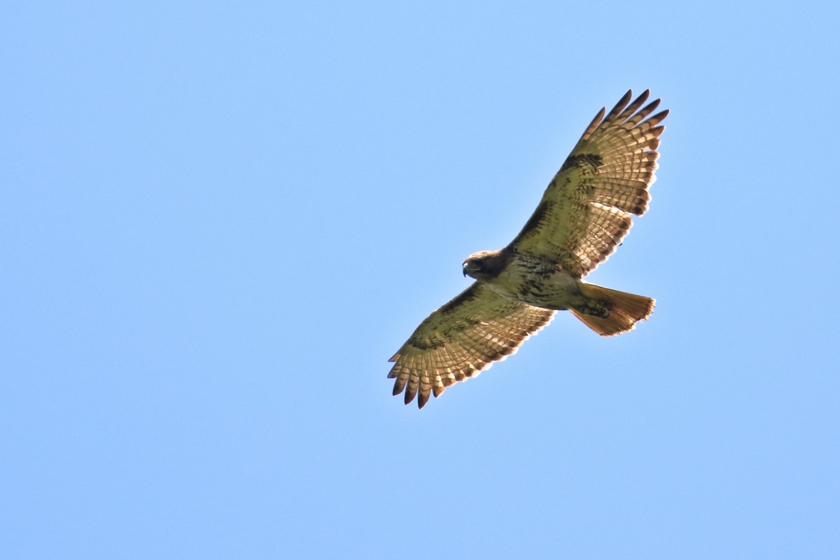 Red-tailed Hawk - ML580024461