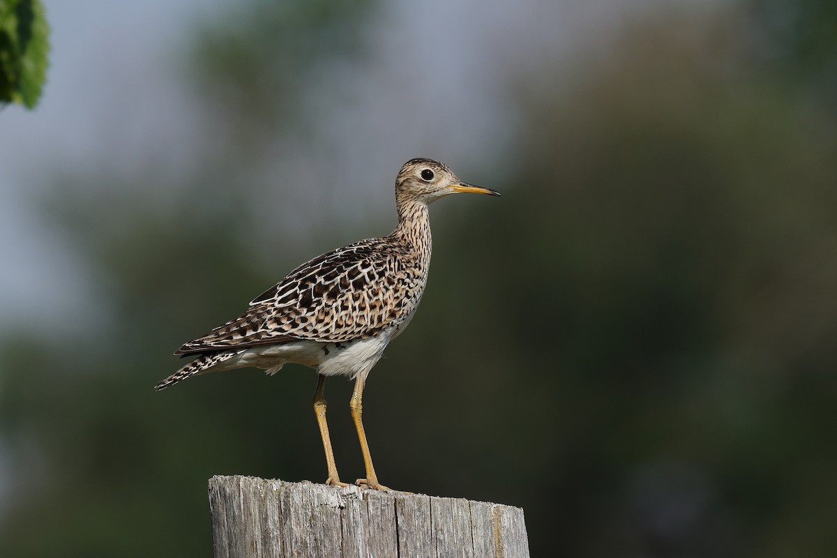 Ebird Checklist Jun S Grimsby Rd Grassie Ca On Species