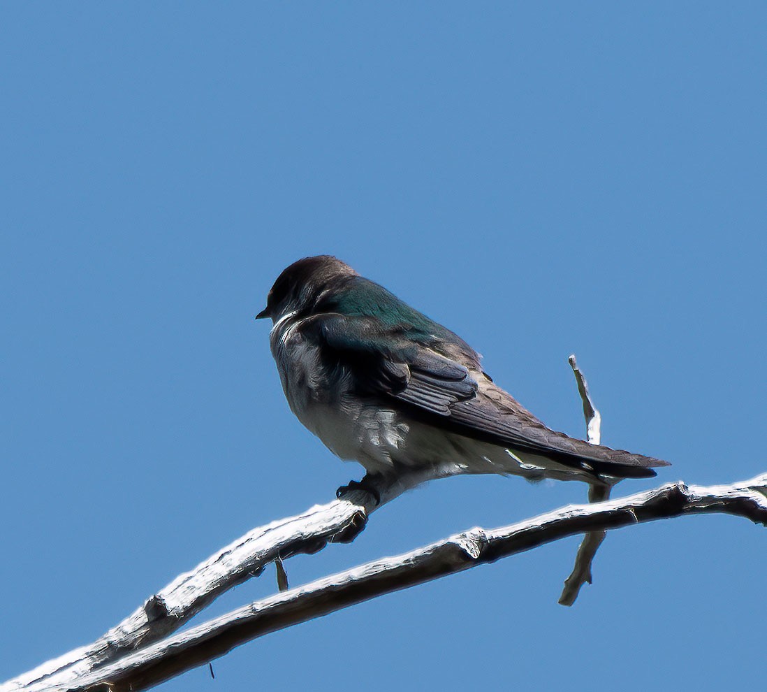 Violet-green Swallow - ML580033511