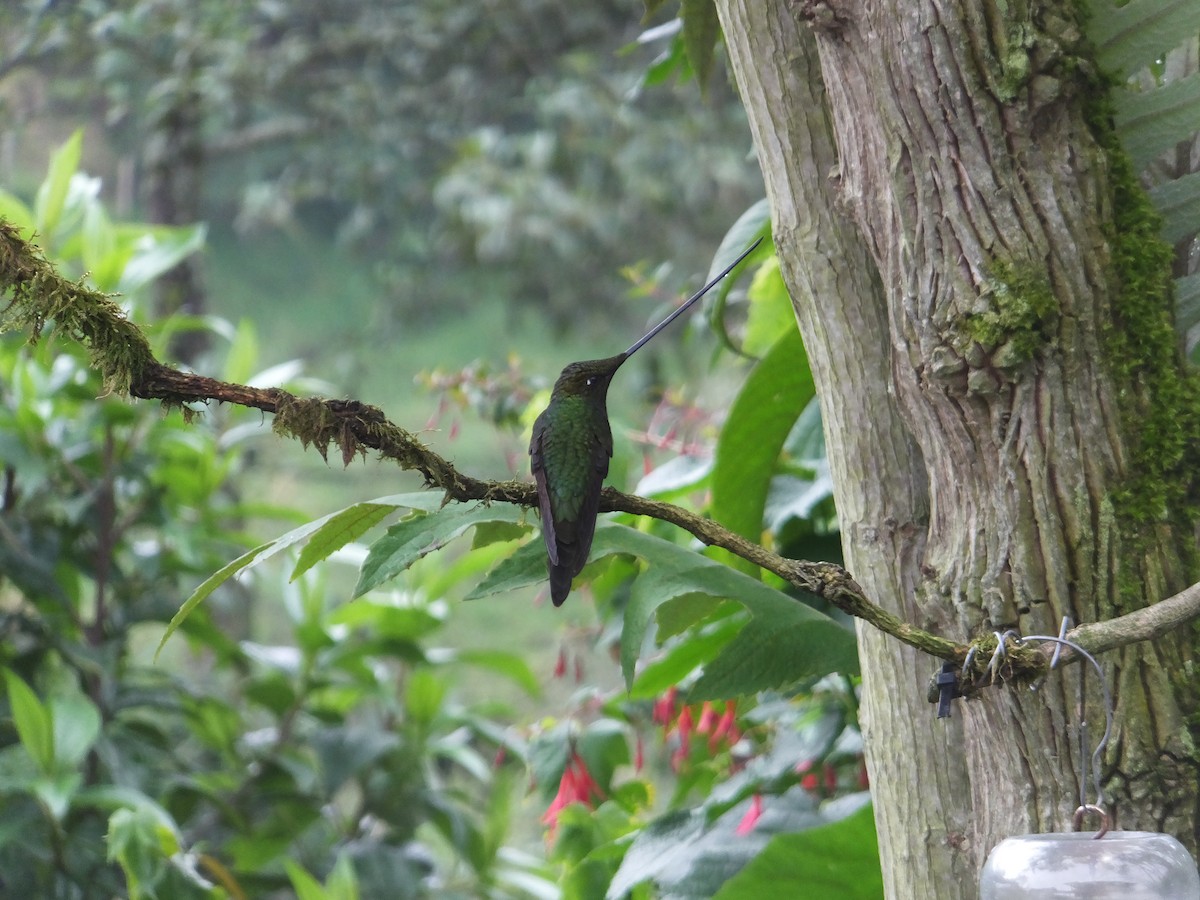 Sword-billed Hummingbird - ML580033751