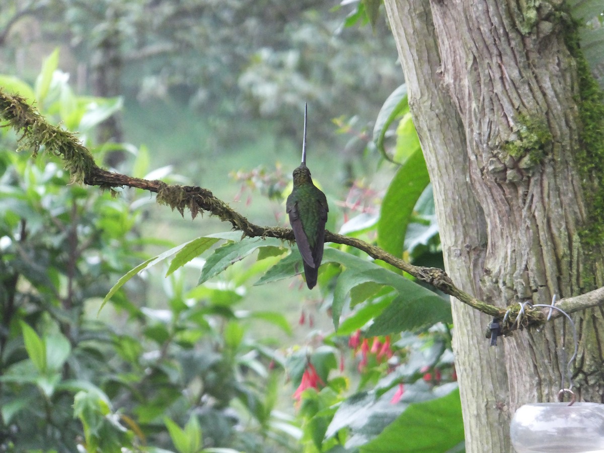 Sword-billed Hummingbird - Charlie Darmstadt