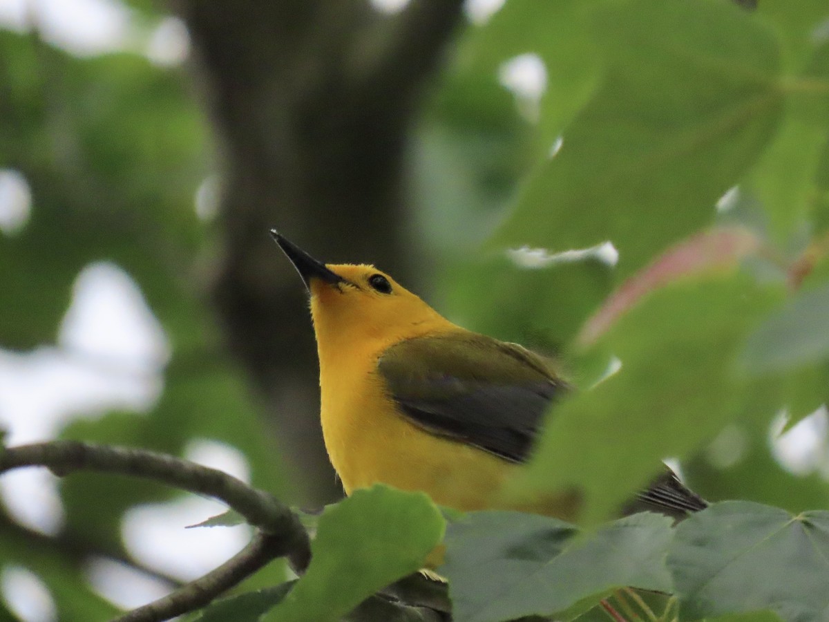 Prothonotary Warbler - ML580035121