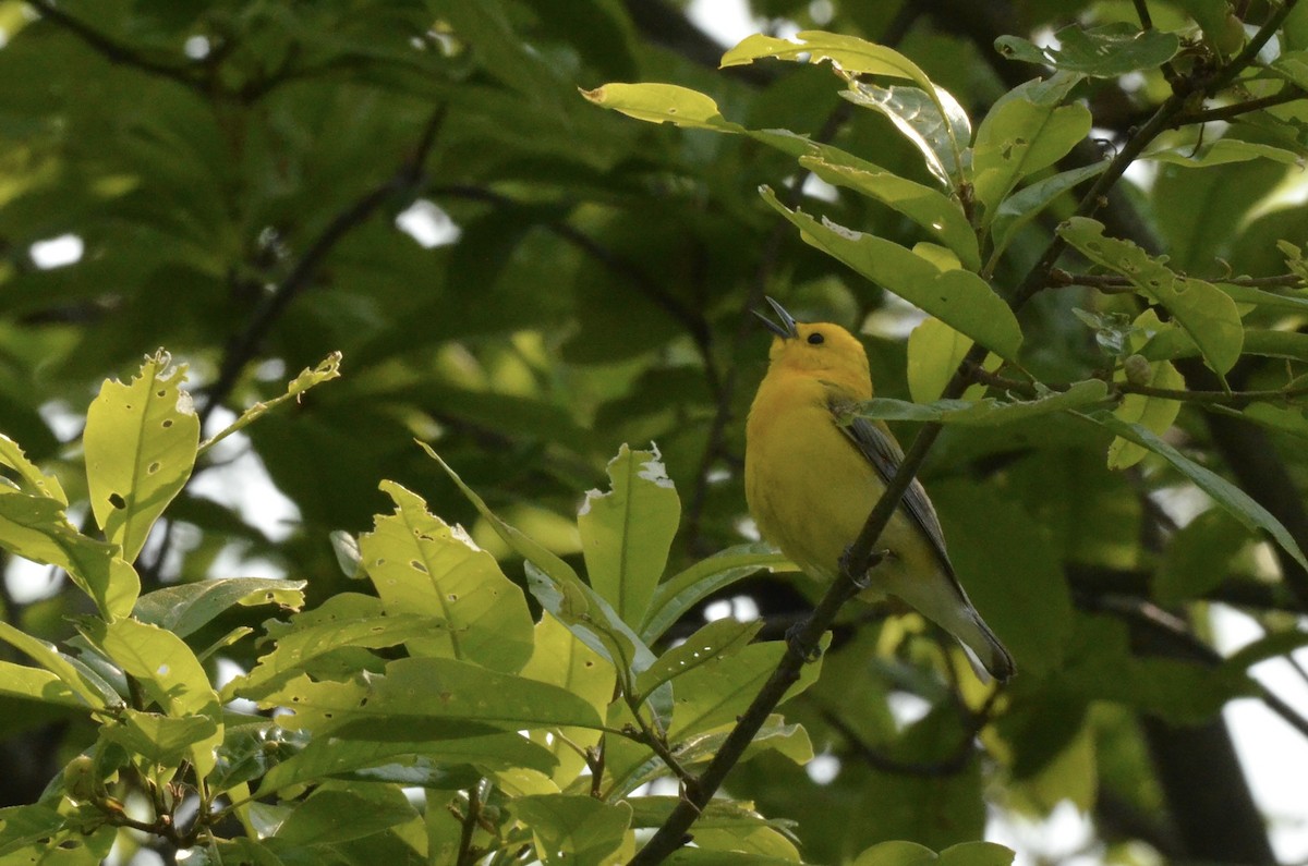 Prothonotary Warbler - ML580038601