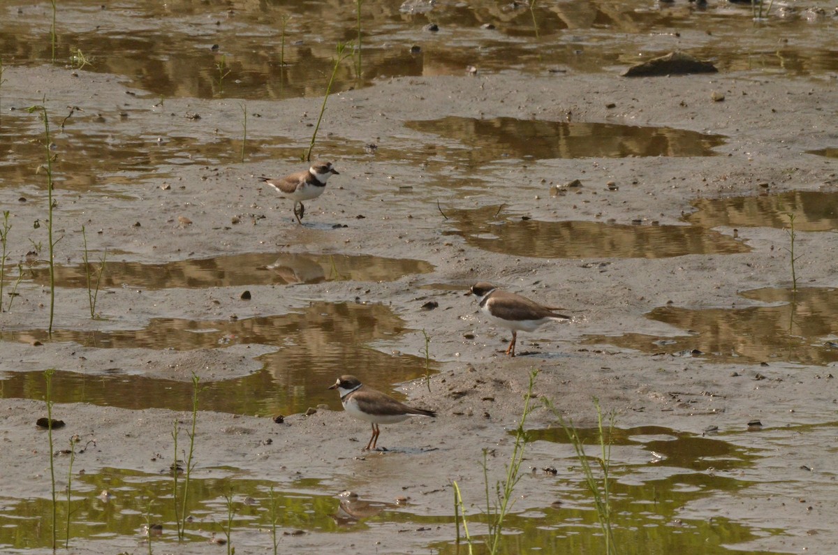 Semipalmated Plover - ML580039841