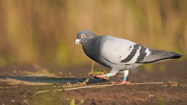 Rock Pigeon (Feral Pigeon) - ML580043961
