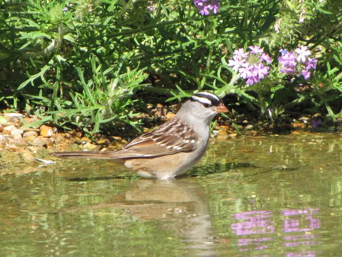 White-crowned Sparrow - Lora Reynolds