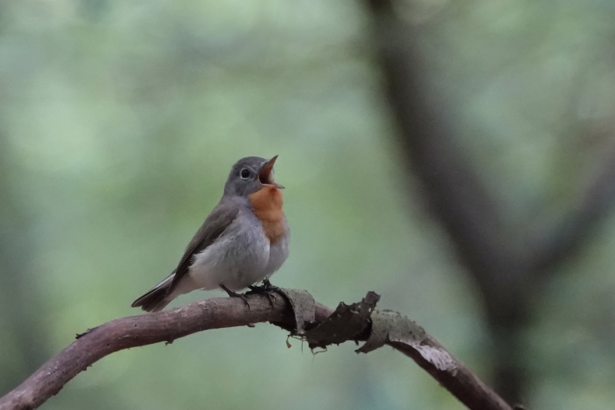 Red-breasted Flycatcher - ML580048981