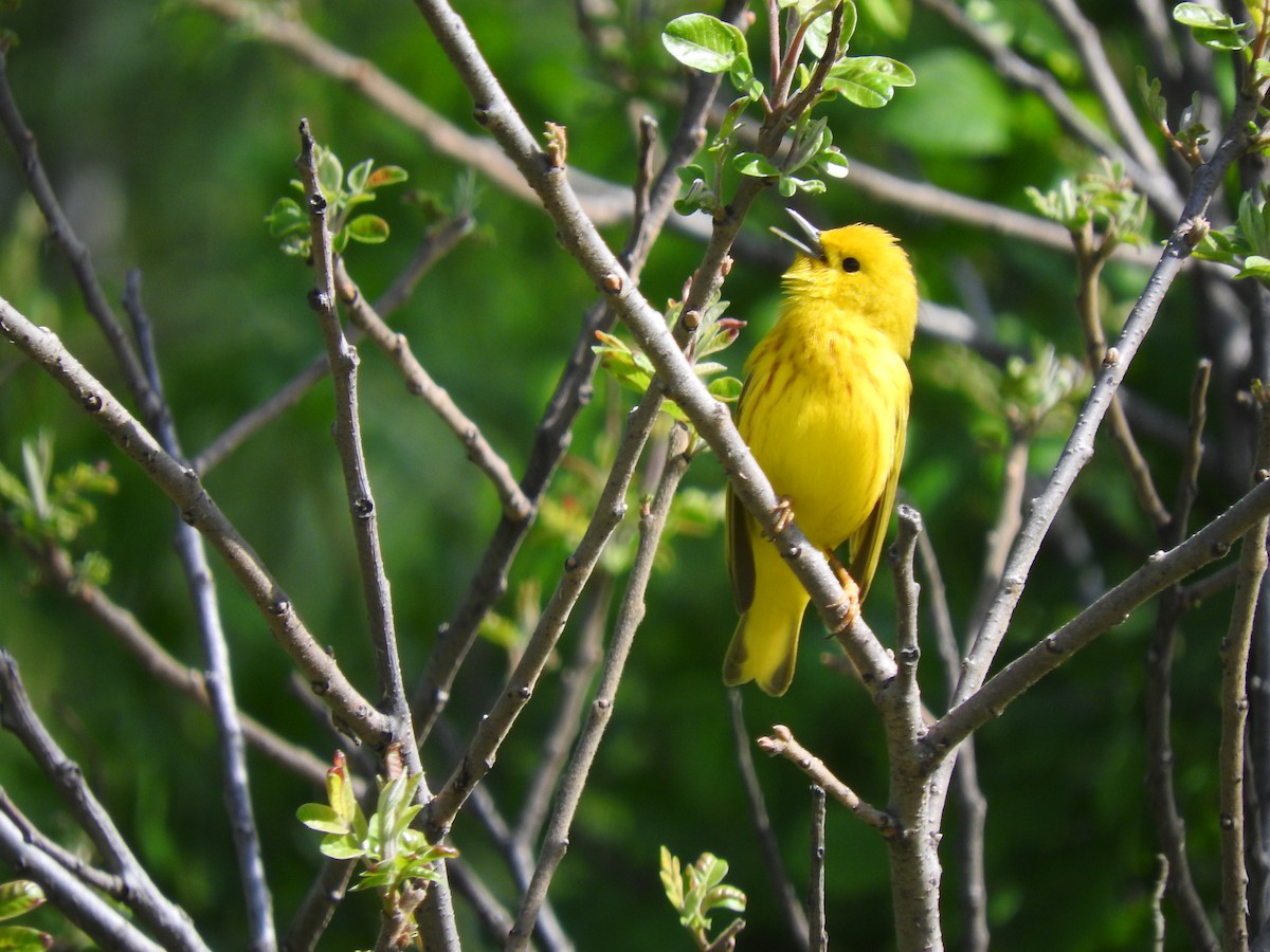 Yellow Warbler - Brian Wolfe