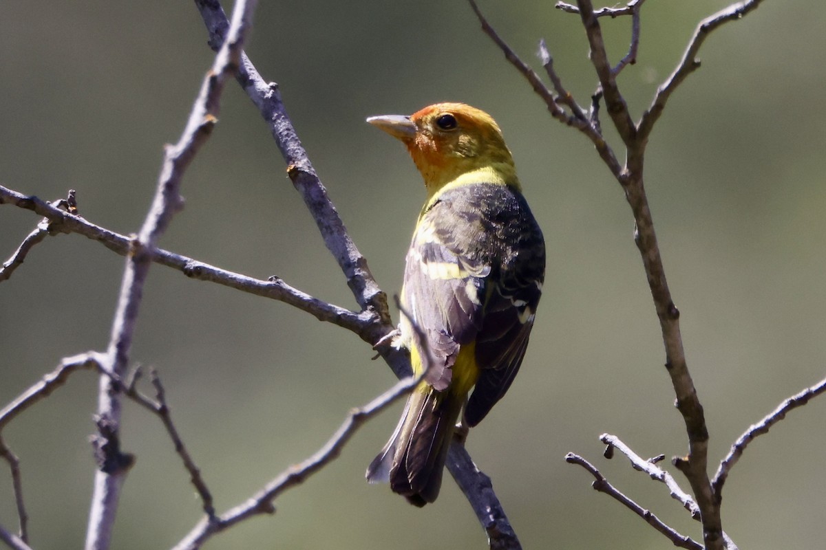 Western Tanager - ML580054571