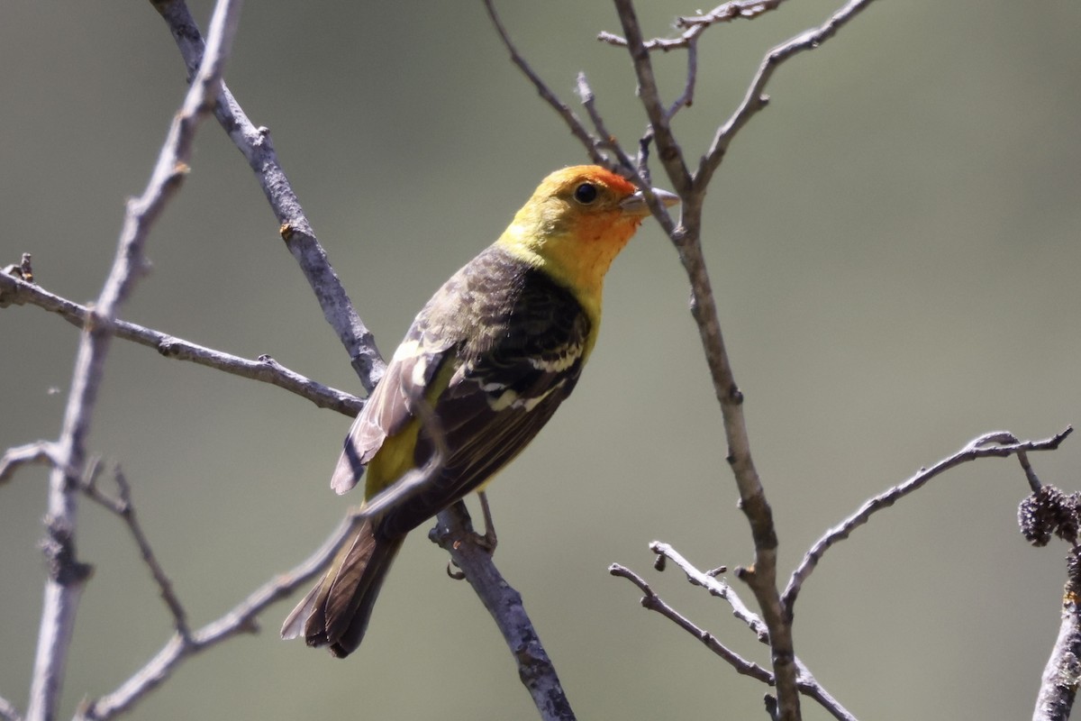 Western Tanager - ML580054651