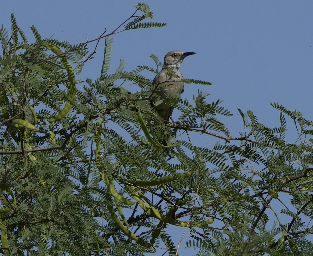 Bendire's Thrasher - John Rhoades