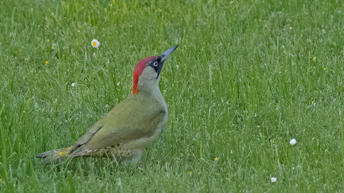 Eurasian Green Woodpecker - ML580070691