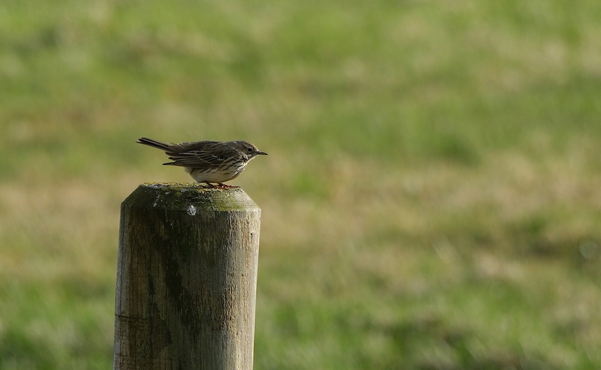 Meadow Pipit - ML580070961