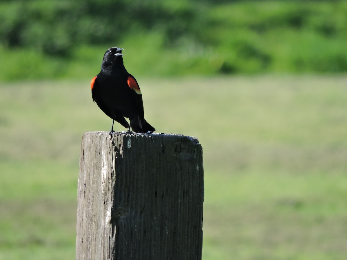 Red-winged Blackbird - Lukas Evans