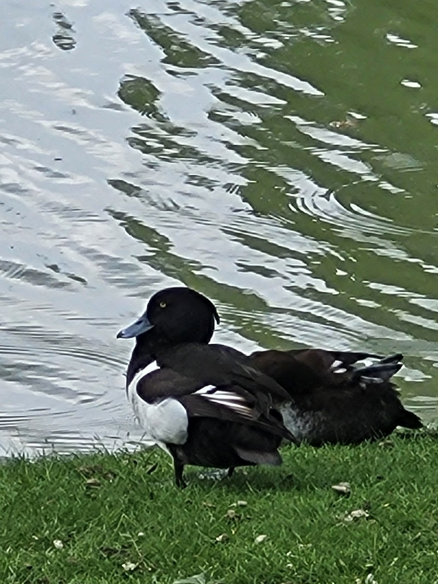 Tufted Duck - ML580078241