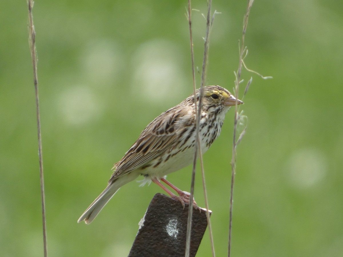 Savannah Sparrow - Jeff DeRuyter