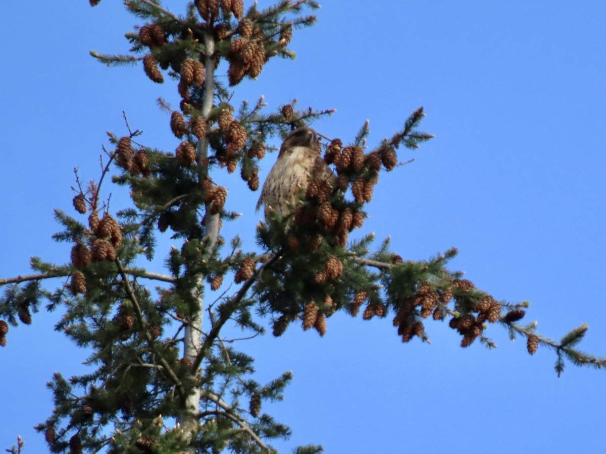 Red-tailed Hawk - ML580081501