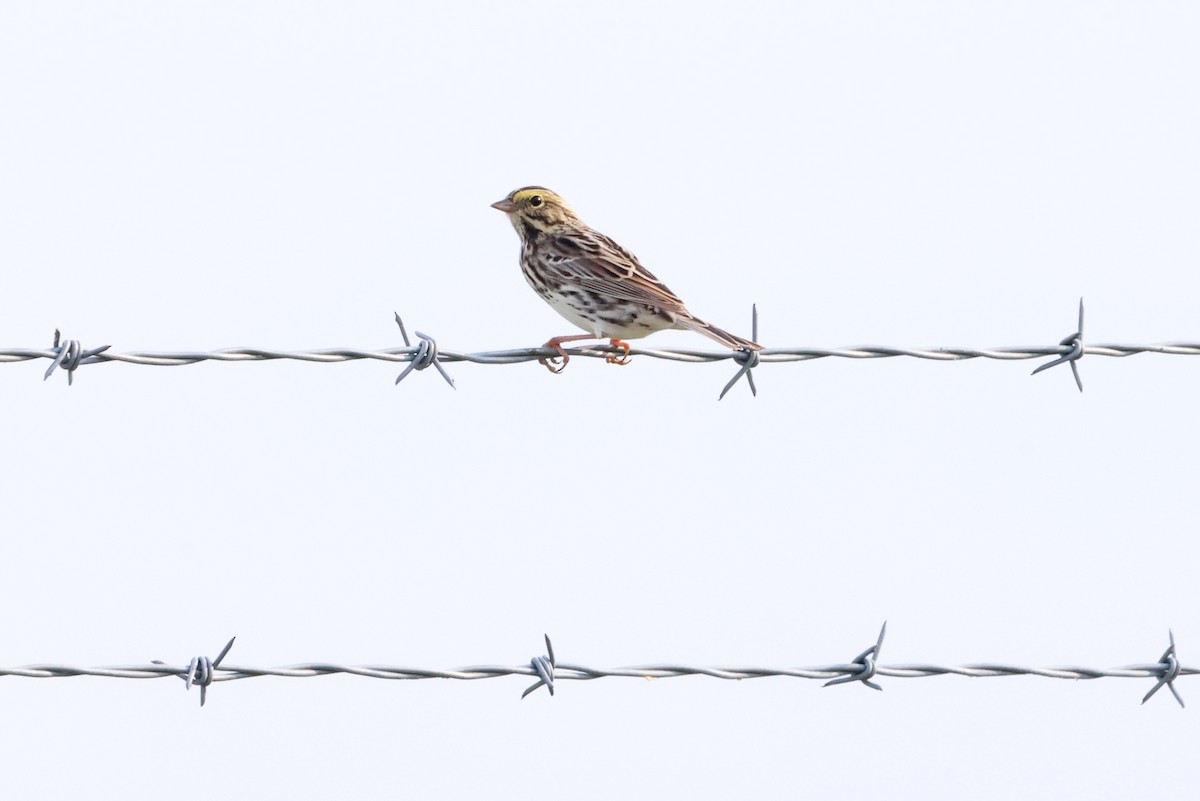 Savannah Sparrow - ML580088191