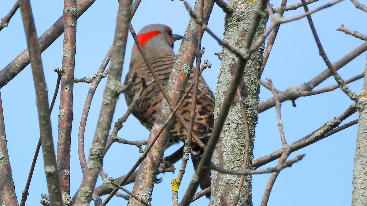Northern Flicker (Yellow-shafted) - ML580088291