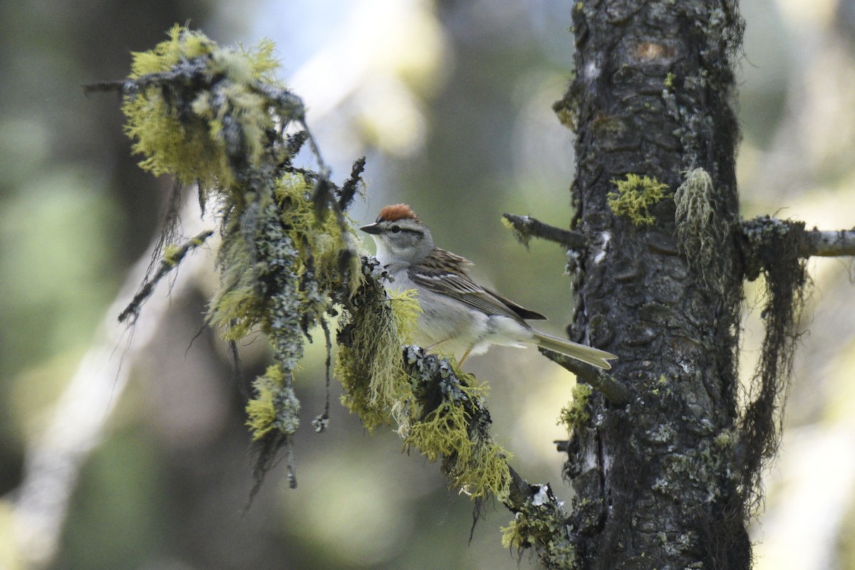 Chipping Sparrow - ML580089761