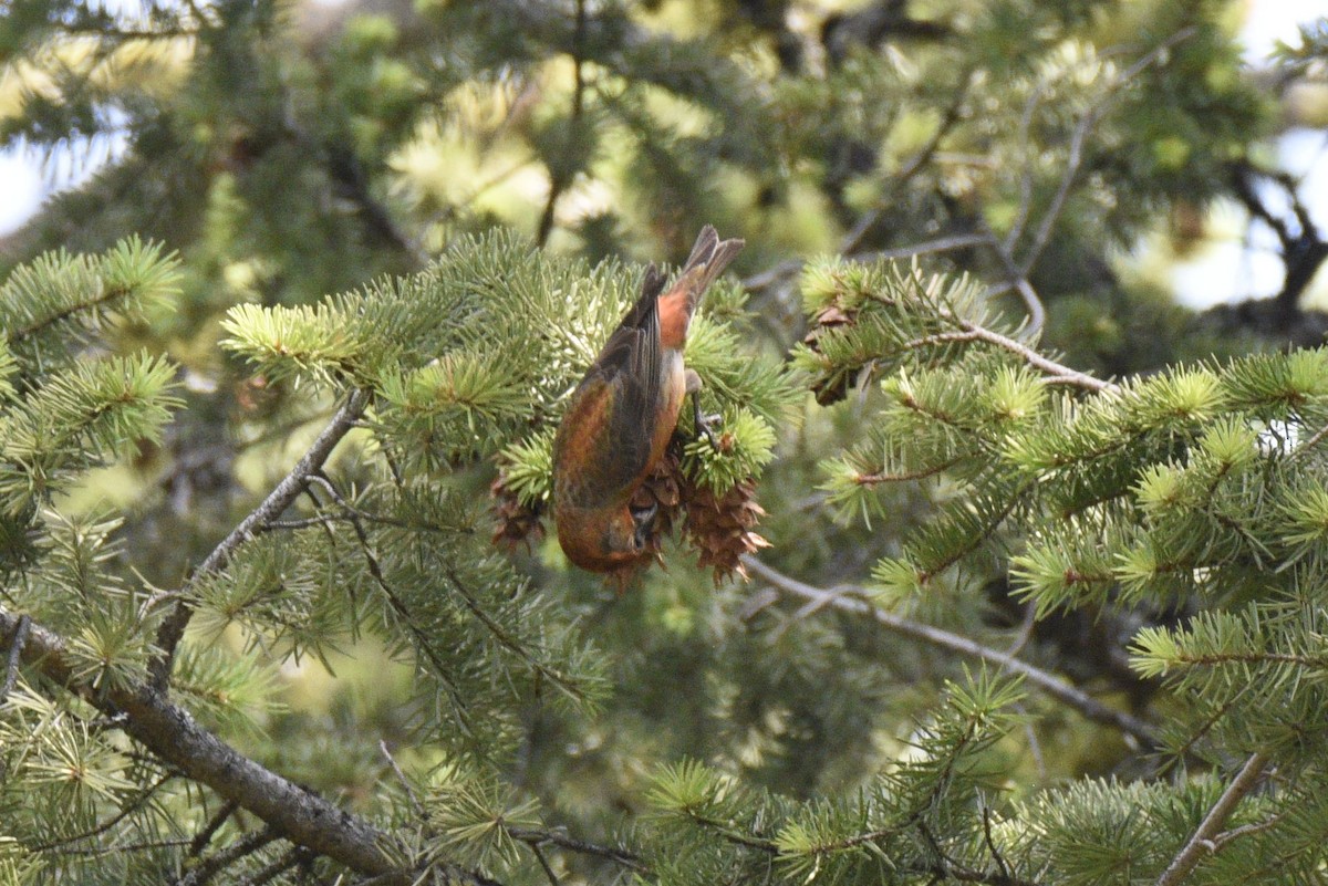 Red Crossbill - Leeny A