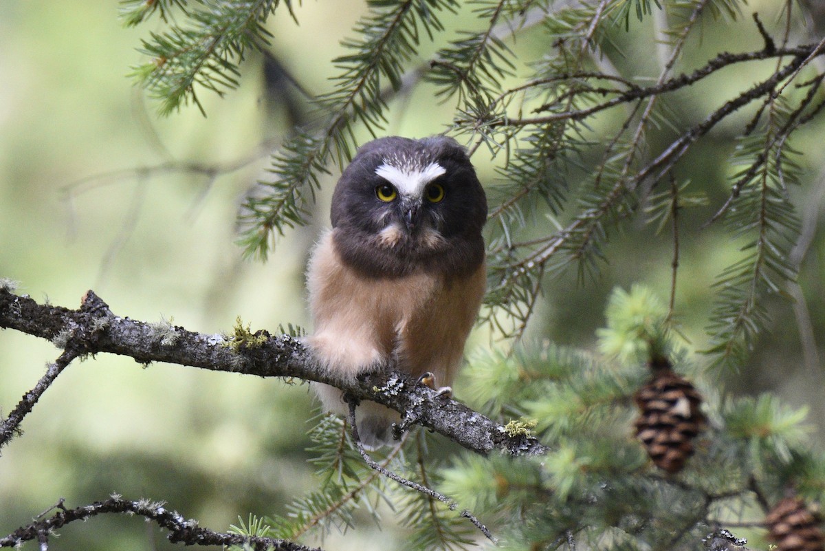 Northern Saw-whet Owl - Leeny A