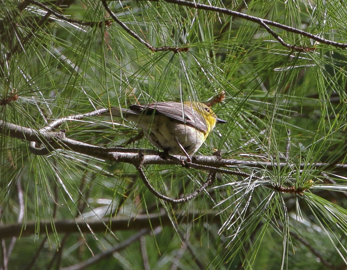 Pine Warbler - David Bird