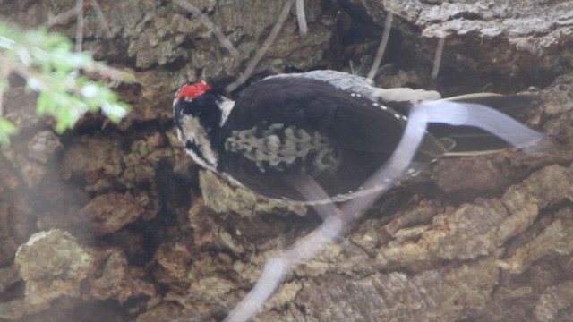 Hairy Woodpecker (Pacific) - ML580093121