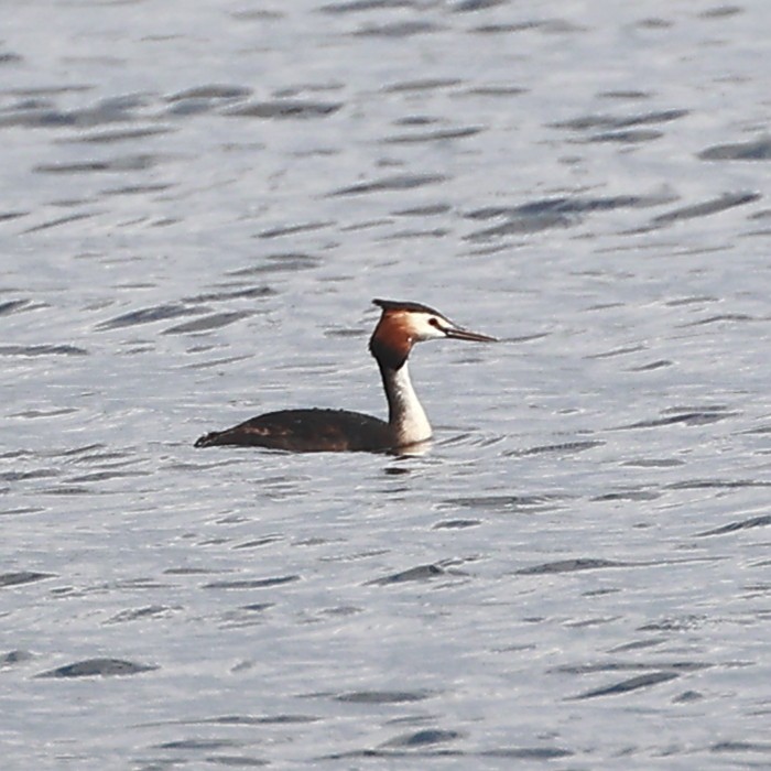 Great Crested Grebe - ML580094521