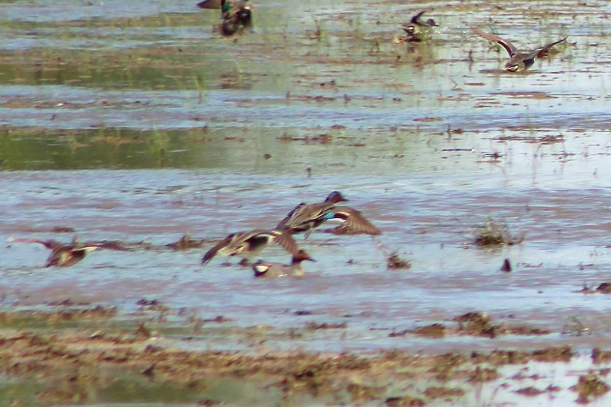 Green-winged Teal - ML58009761