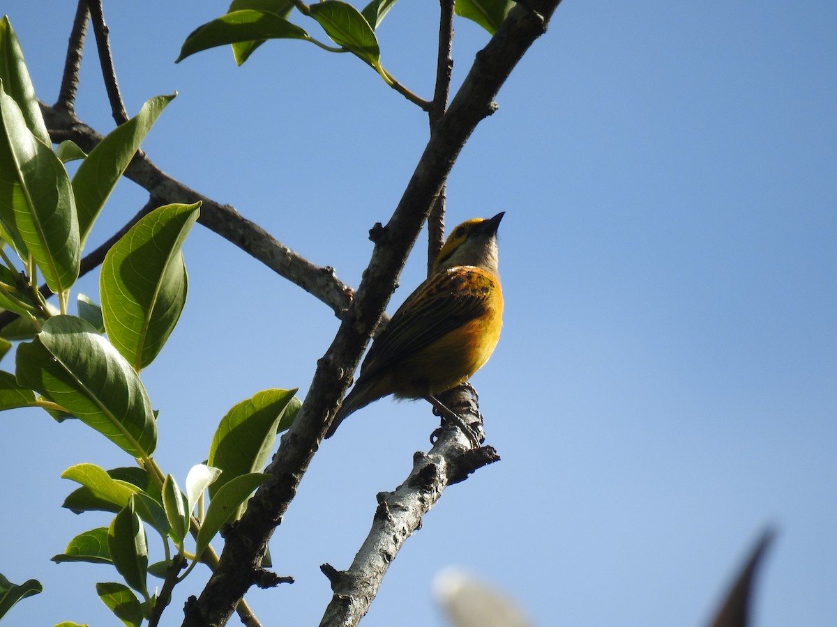 Silver-throated Tanager - ML580099581