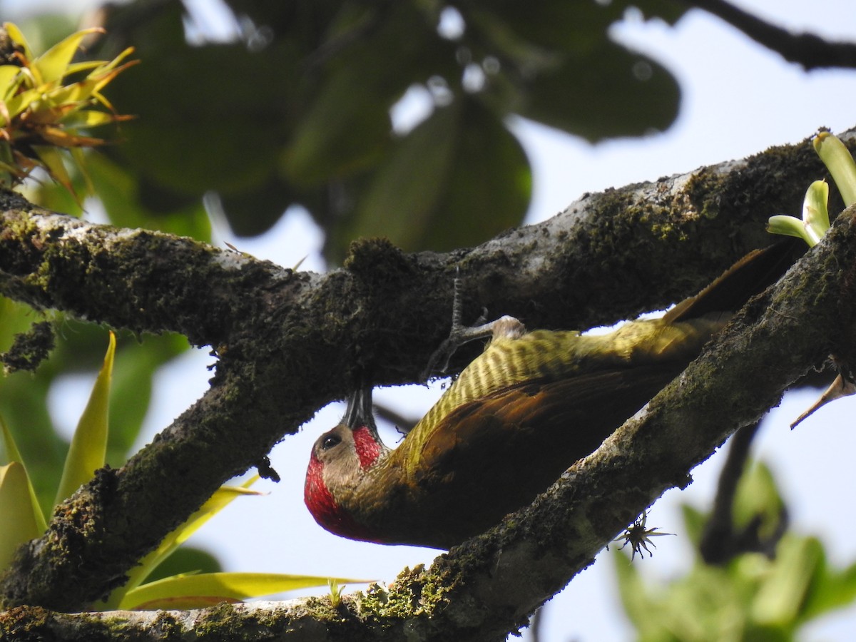 Golden-olive Woodpecker - ML580100661
