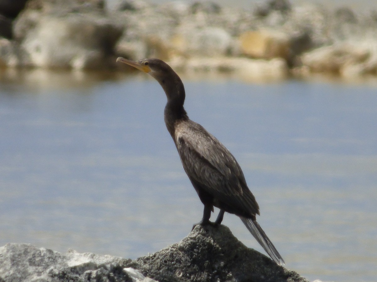 Neotropic Cormorant - Tarra Lindo