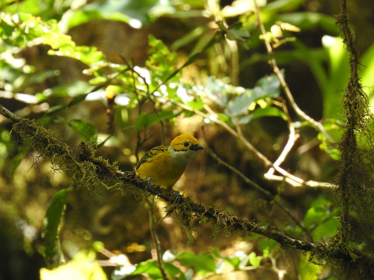 Silver-throated Tanager - ML580103781