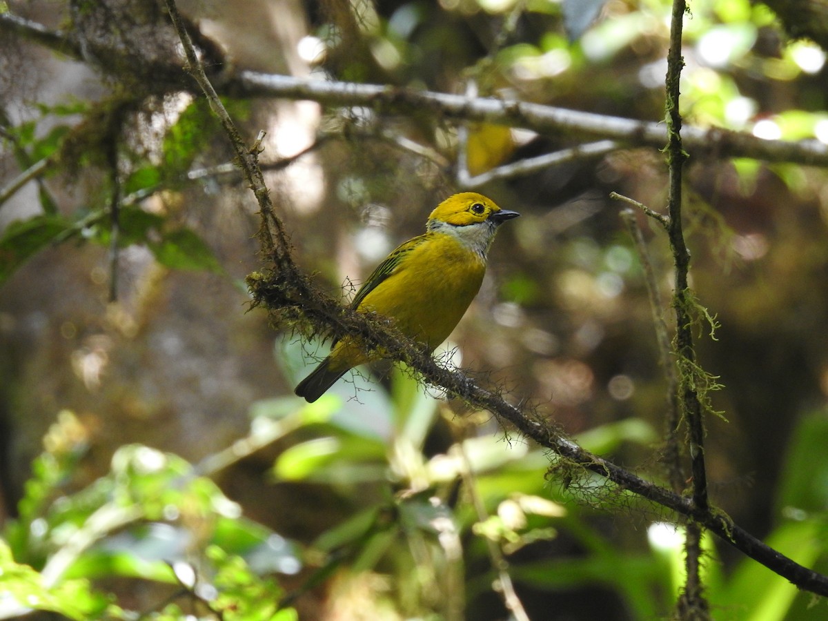 Silver-throated Tanager - ML580103821