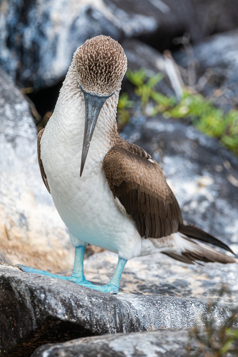Blue-footed Booby - ML580103861