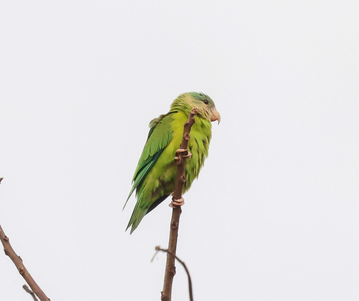 Gray-cheeked Parakeet - ML580108091
