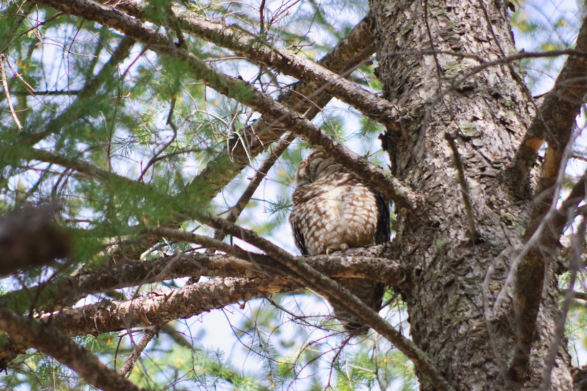 Spotted Owl (Mexican) - ML580108341