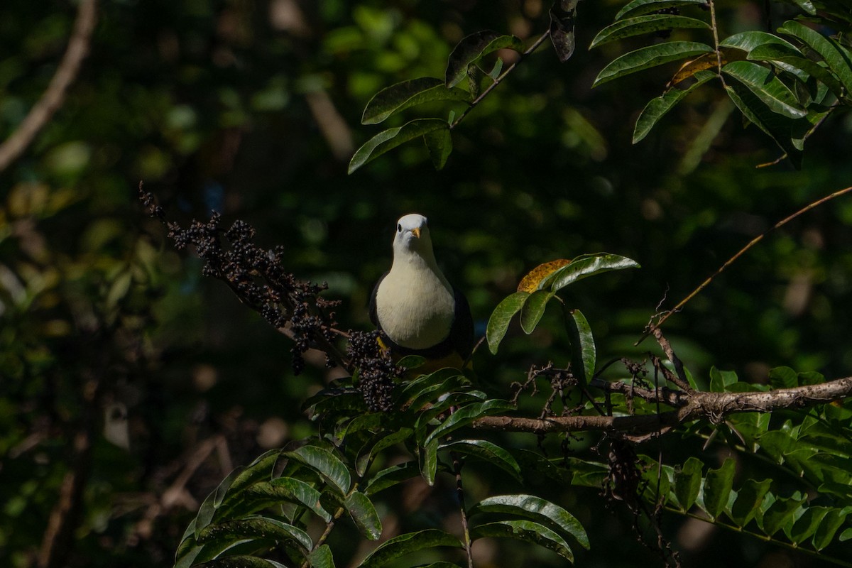 Black-backed Fruit-Dove - ML580108491