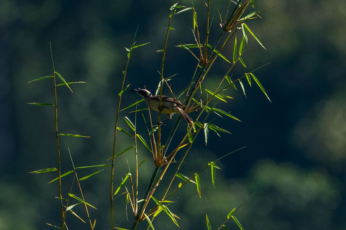 Helmeted Friarbird (Tenggara) - ML580108791